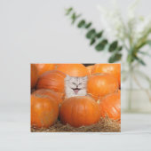 Kätzchen in Kürbis Postkarte (Stehend Vorderseite)