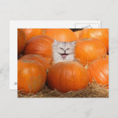 Kätzchen in Kürbis Postkarte (Vorne/Hinten)