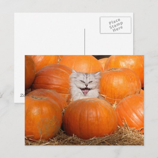 Kätzchen in Kürbis Postkarte (Vorne/Hinten)