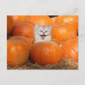 Kätzchen in Kürbis Postkarte (Vorderseite)