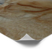 Kätzchen in Liebe Poster (Ecke)