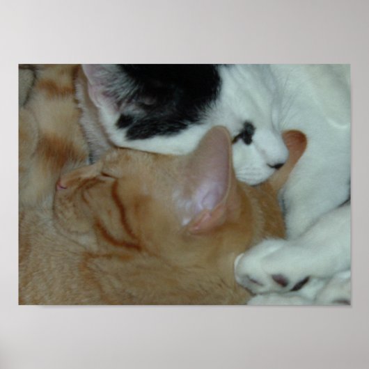 Kätzchen in Liebe Poster (Vorne)