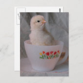 Kätzchen in Vintagem Teacup Postkarte (Vorne/Hinten)