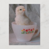 Kätzchen in Vintagem Teacup Postkarte (Vorderseite)