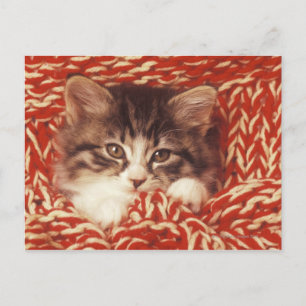 Kätzchen in Wolldecke verpackt, nah Postkarte