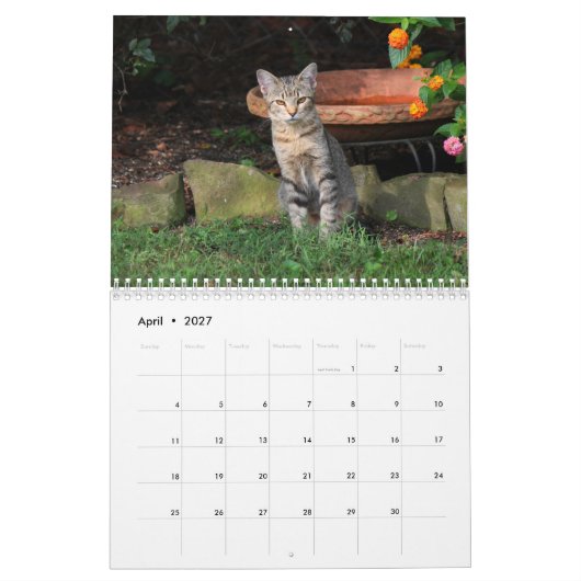 Kätzchen-Kalender Kalender (Apr 2027)