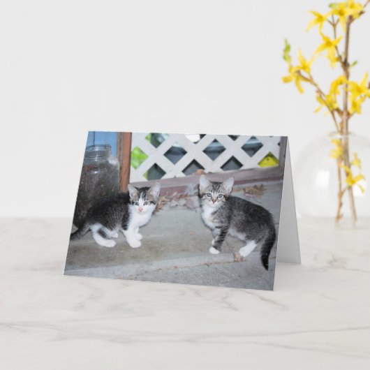 Kätzchen Karte (Gelbe Blume)