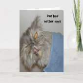 Kätzchen Karte (Vorderseite)