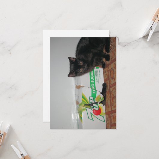 Kätzchen Karte (Vorderseite/Rückseite Beispiel)