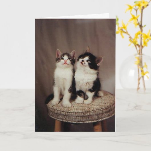 Kätzchen, Karte der zuverlässigen Freunde (Gelbe Blume)