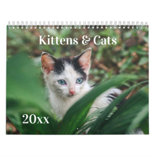 Kätzchen & Katzen Kalender