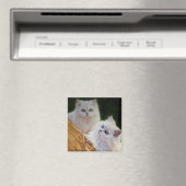 Kätzchen kommen spielen magnet (In Situ (Geschirrspüler))