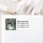 Kätzchen-Korbadressen (Insitu)