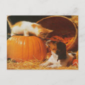 Kätzchen, Kürbis und Welpe Postkarte (Vorderseite)