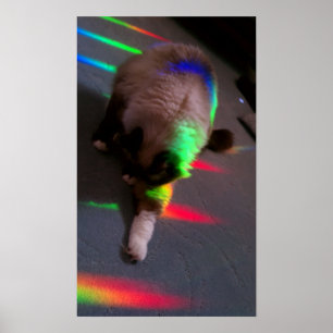 Kätzchen = Licht u. Liebe Poster