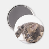 Kätzchen Magnet (Vorderseite/Rückseite)