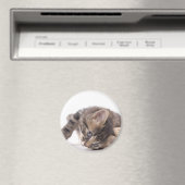Kätzchen Magnet (In Situ (Geschirrspüler))