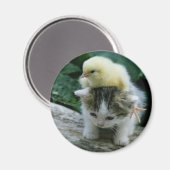 Kätzchen Magnet (Vorderseite/Rückseite)