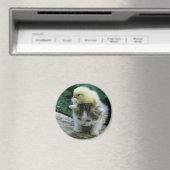 Kätzchen Magnet (In Situ (Geschirrspüler))