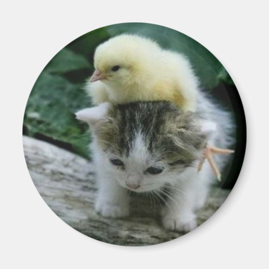 Kätzchen Magnet (Vorne)