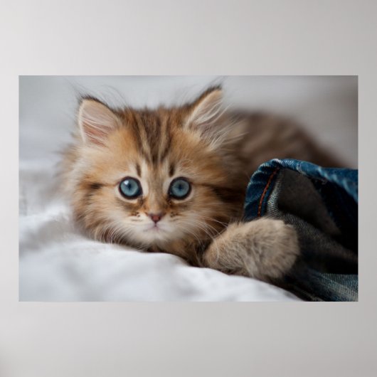 Kätzchen mit blauen Augen Poster (Vorne)