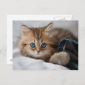 Kätzchen mit blauen Augen Postkarte (Vorne/Hinten)