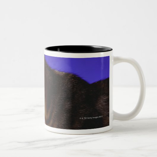 Kätzchen mit Computermaus Zweifarbige Tasse (Rechts)