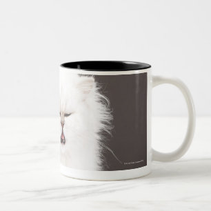 Kätzchen mit den Augen geschlossen Zweifarbige Tasse