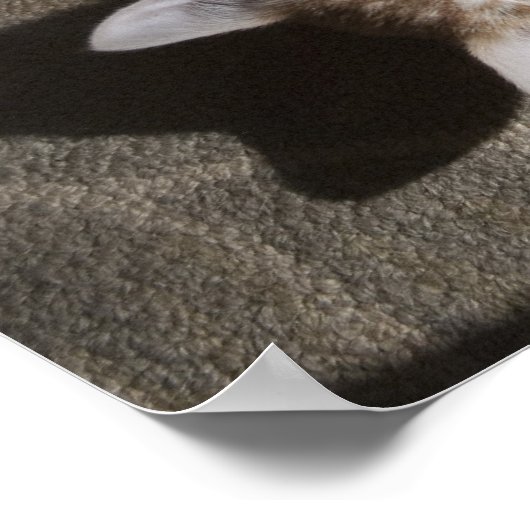 Kätzchen mit Garnen Poster (Ecke)