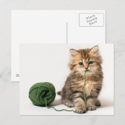 Kätzchen mit grünem Garn Postkarte (Vorne/Hinten)
