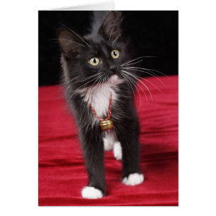 Kätzchen mit kurzer Haarblatte, 2 1/2 Monate