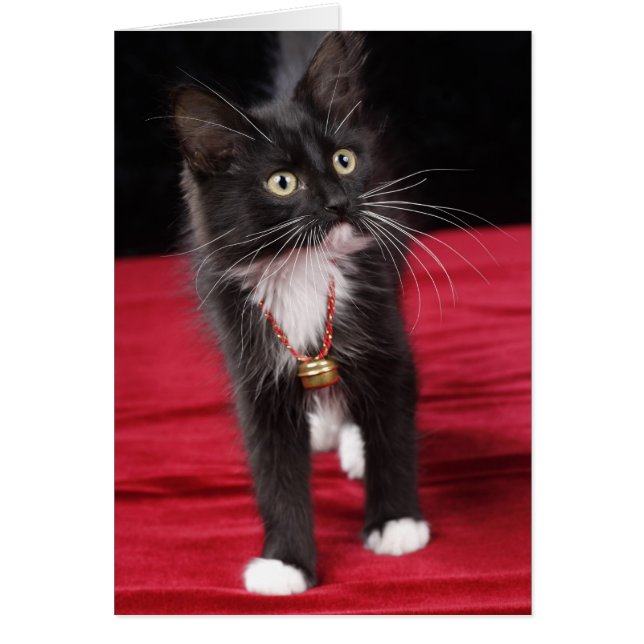 Kätzchen mit kurzer Haarblatte, 2 1/2 Monate (Vorne)