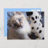 Kätzchen mit Postkarte für Welpenspielzeug (Vorne/Hinten)