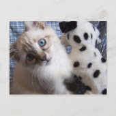 Kätzchen mit Postkarte für Welpenspielzeug (Vorderseite)