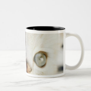 Kätzchen, Nahaufnahme 2 Zweifarbige Tasse