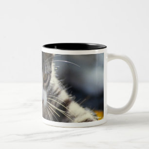 Kätzchen, Nahaufnahme Zweifarbige Tasse