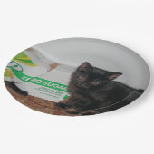 Kätzchen Pappteller (Schrägansicht)