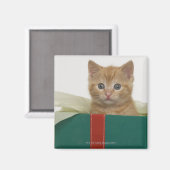Kätzchen pinkelt aus der Geschenkboxen Magnet (Vorderseite/Rückseite)