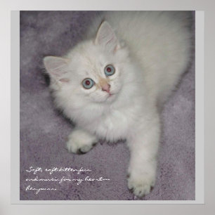 Kätzchen-Plakat Poster