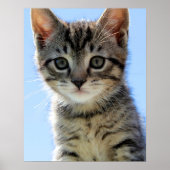 Kätzchen Poster (Vorne)