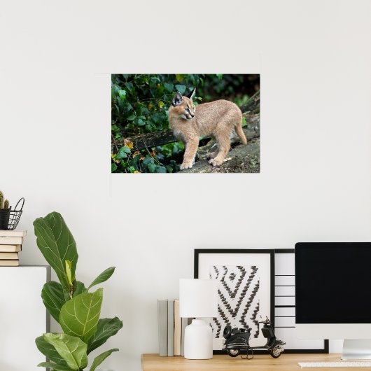 Kätzchen Poster (Heimbüro)