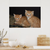 Kätzchen Poster (Küche)