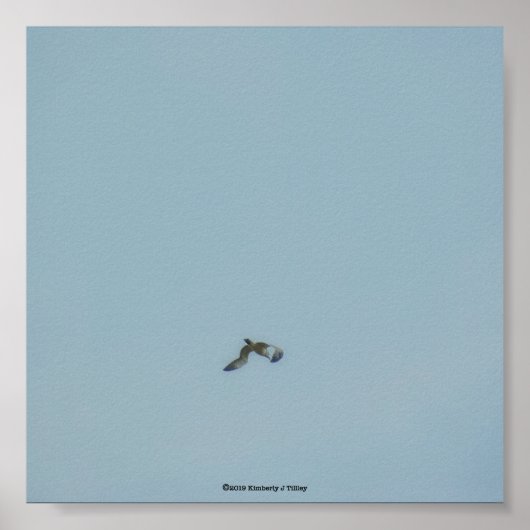 Kätzchen Poster (Vorne)