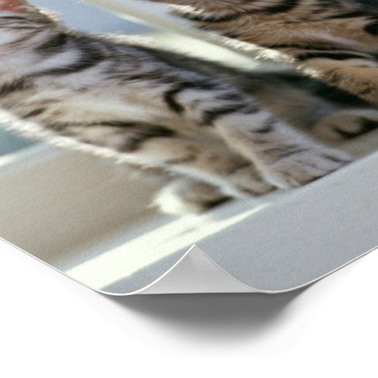 Kätzchen Poster (Ecke)