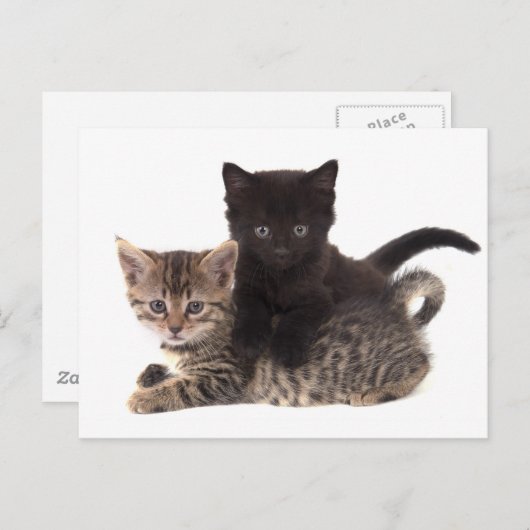 Kätzchen Postkarte (Vorne/Hinten)