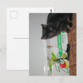 Kätzchen Postkarte (Vorne/Hinten)
