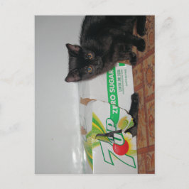 Kätzchen Postkarte