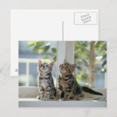 Kätzchen Postkarte (Vorne/Hinten)