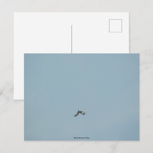 Kätzchen Postkarte (Vorne/Hinten)