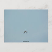 Kätzchen Postkarte (Vorderseite)